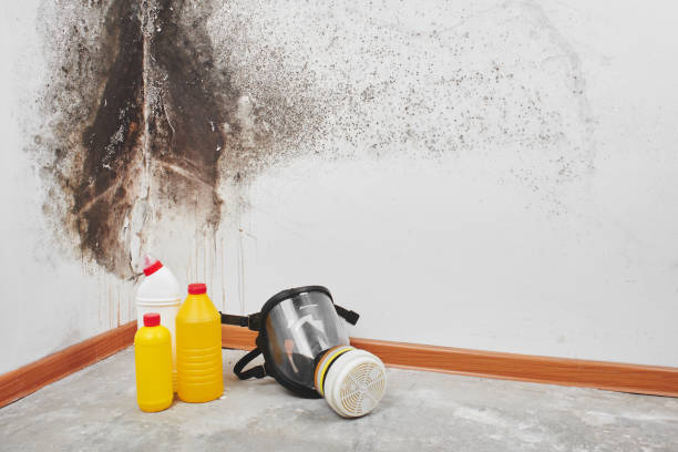 Best Commercial Mold Removal  in Sawmills, NC