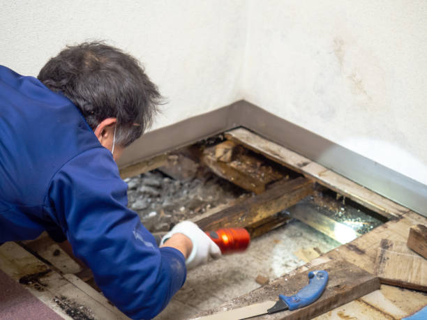 Best Professional Mold Removal  in Sawmills, NC