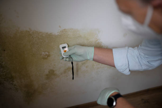Professional Mold Removal in Sawmills, NC