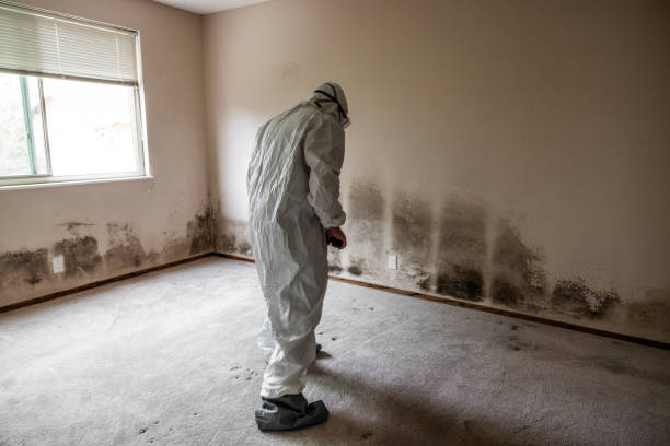 Best Mold Damage Repair  in Sawmills, NC