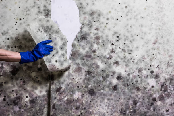 Best Local Mold Removal Service  in Sawmills, NC